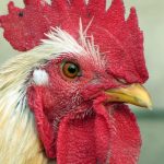 Rooster-year-rising-home-loan-rates