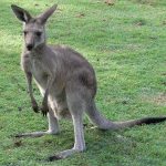 australian property loan - kangaroo